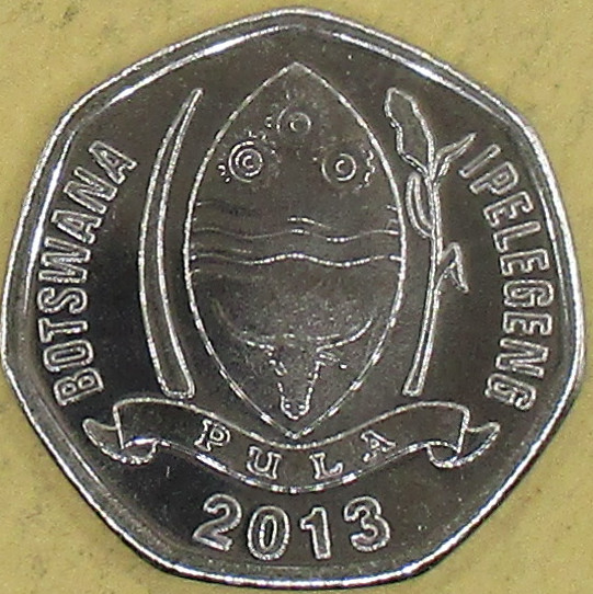 Zdjęcie do Toko białogrzbiety 5 thebe