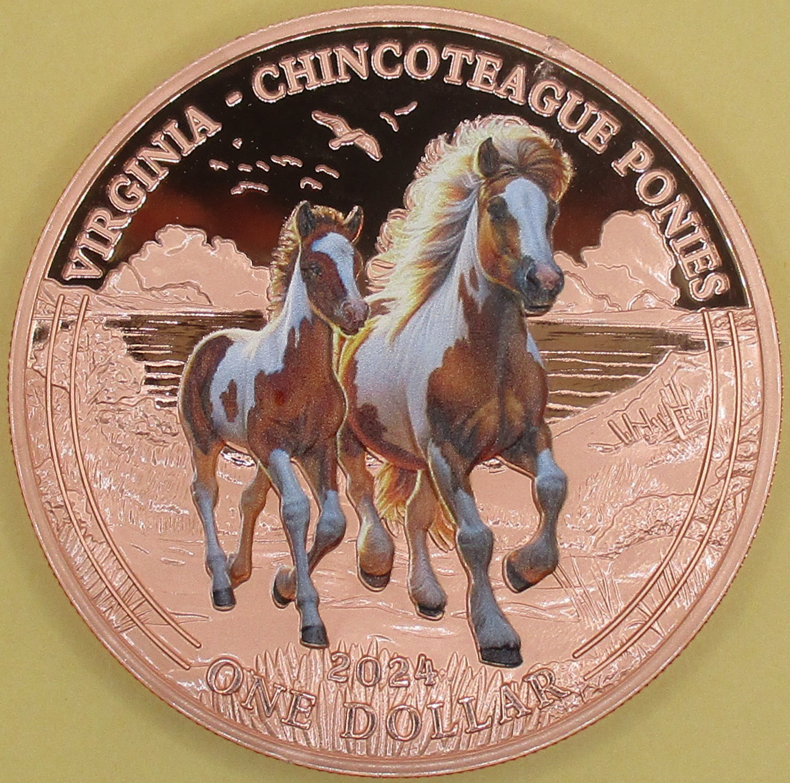 Kuc Chincoteague koń Assateague1 dolar