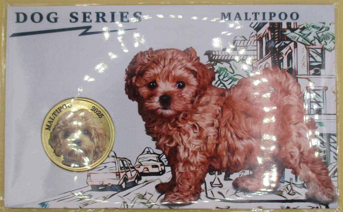 Zdjęcie do DOG SERIES Maltipoo 3 dolary