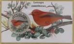SAN FELIX 2025 Hawajka pąsowa loxops coccineus 1 dolar 